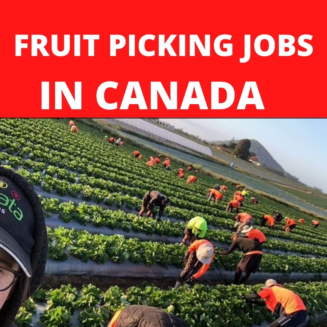 fruit picking jobs in canada